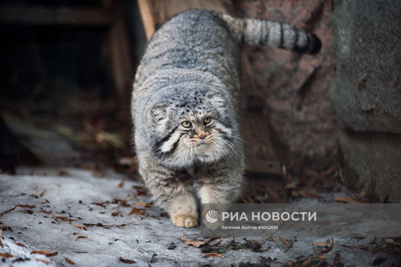 Международный день кошек в Московском зоопарке