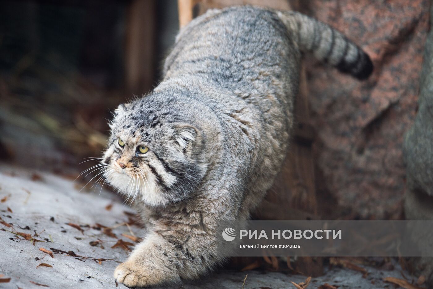 Международный день кошек в Московском зоопарке