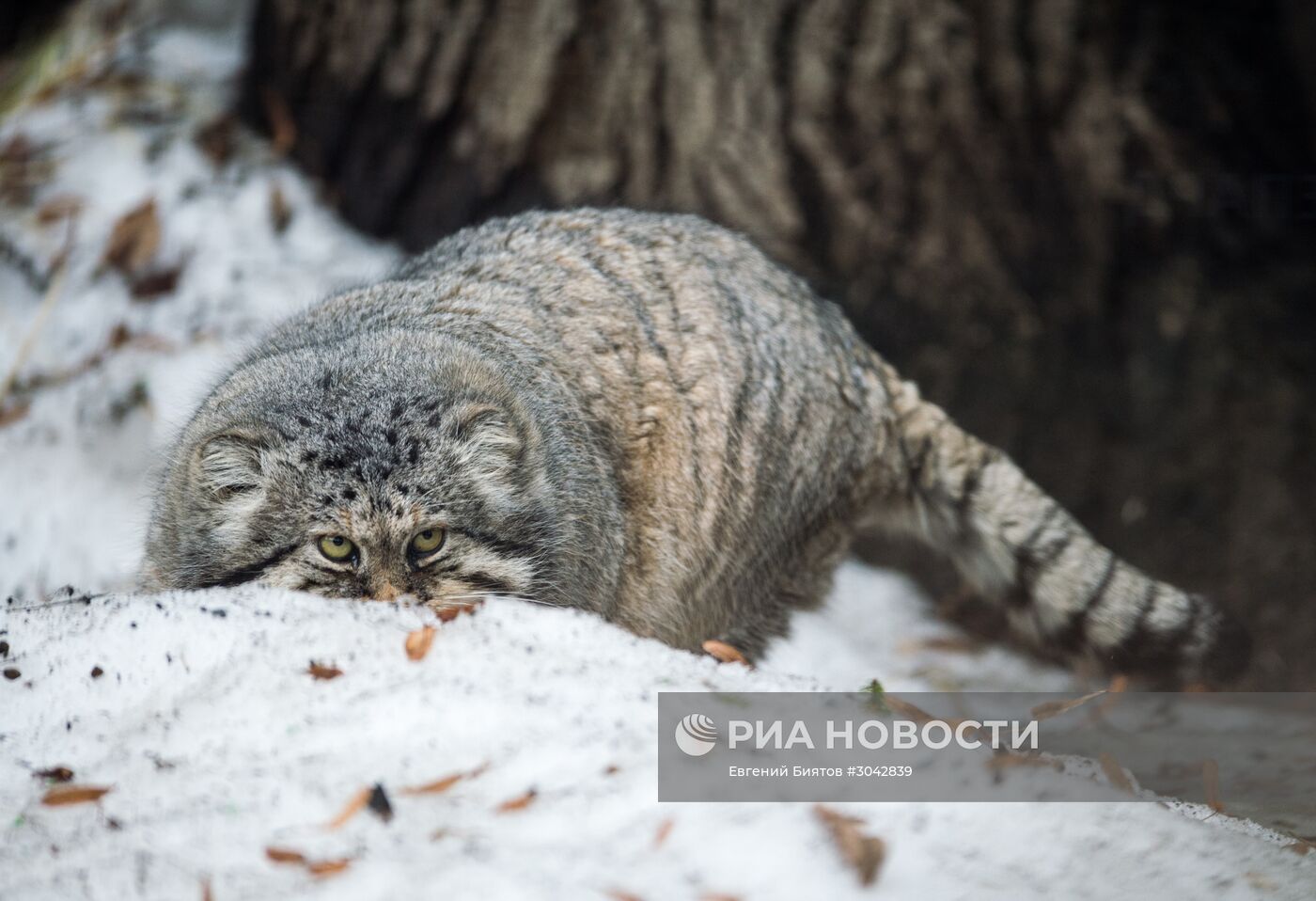 Международный день кошек в Московском зоопарке