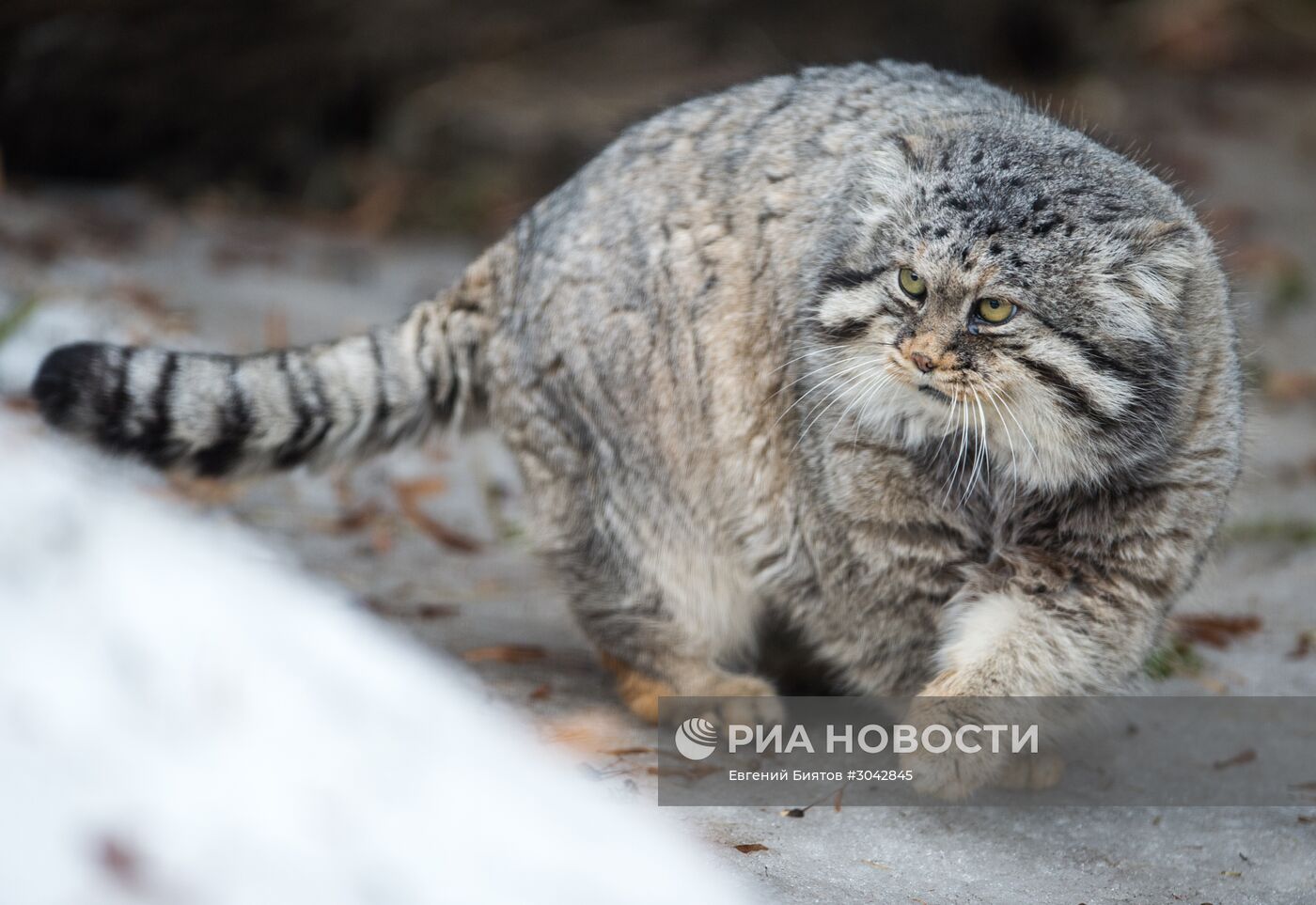 Международный день кошек в Московском зоопарке