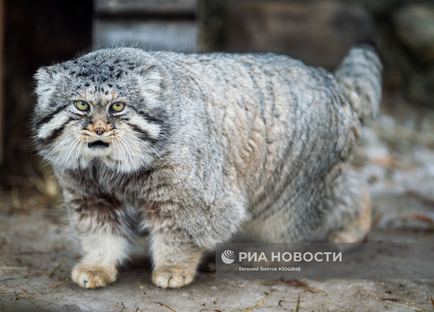 Международный день кошек в Московском зоопарке