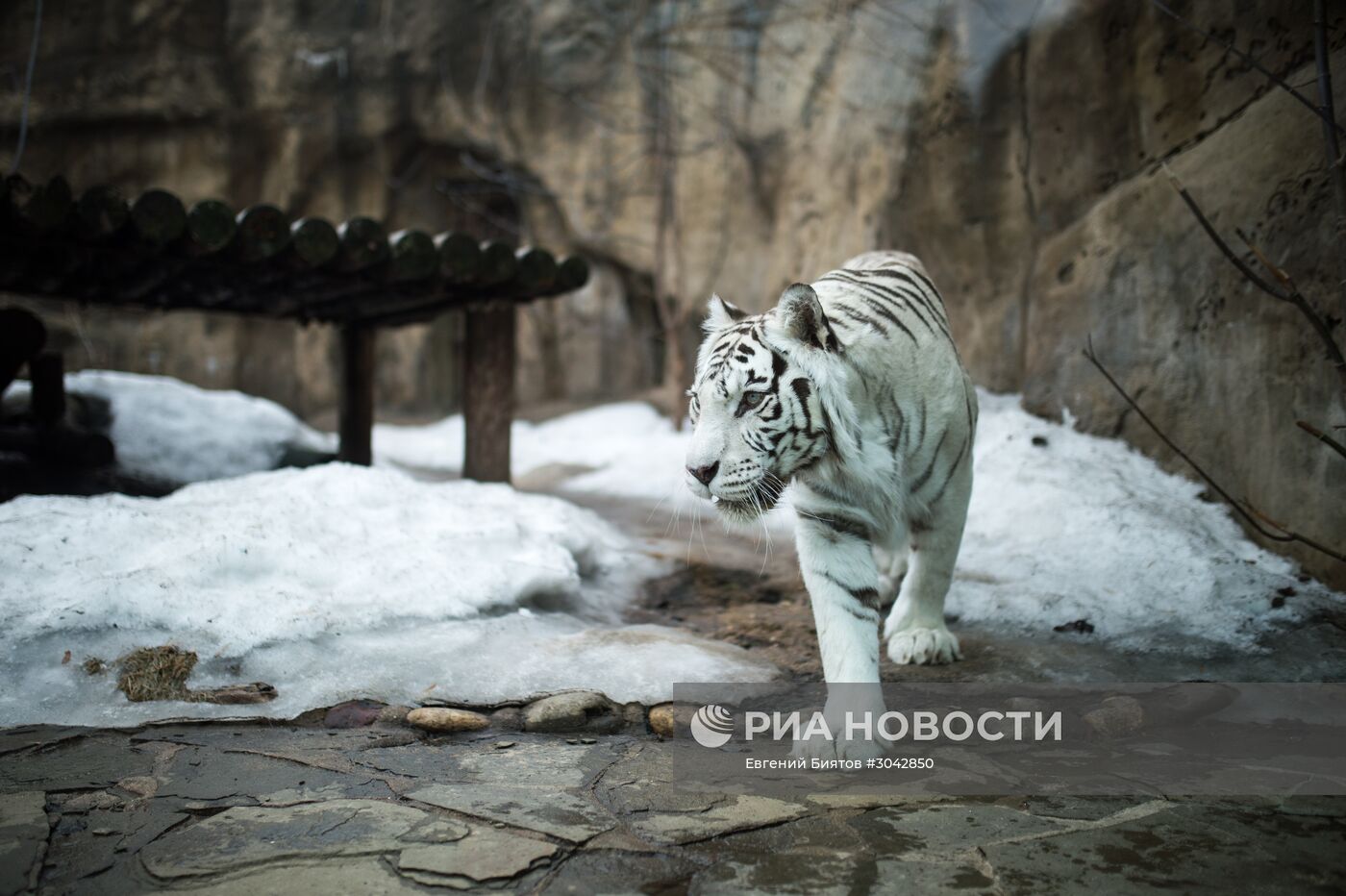 Международный день кошек в Московском зоопарке