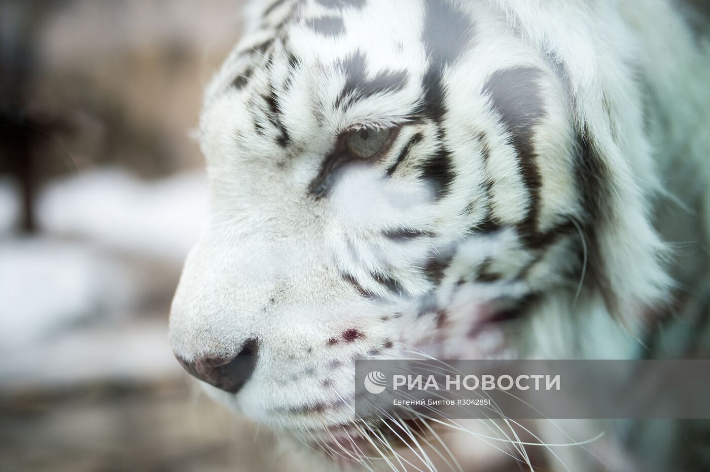 Международный день кошек в Московском зоопарке