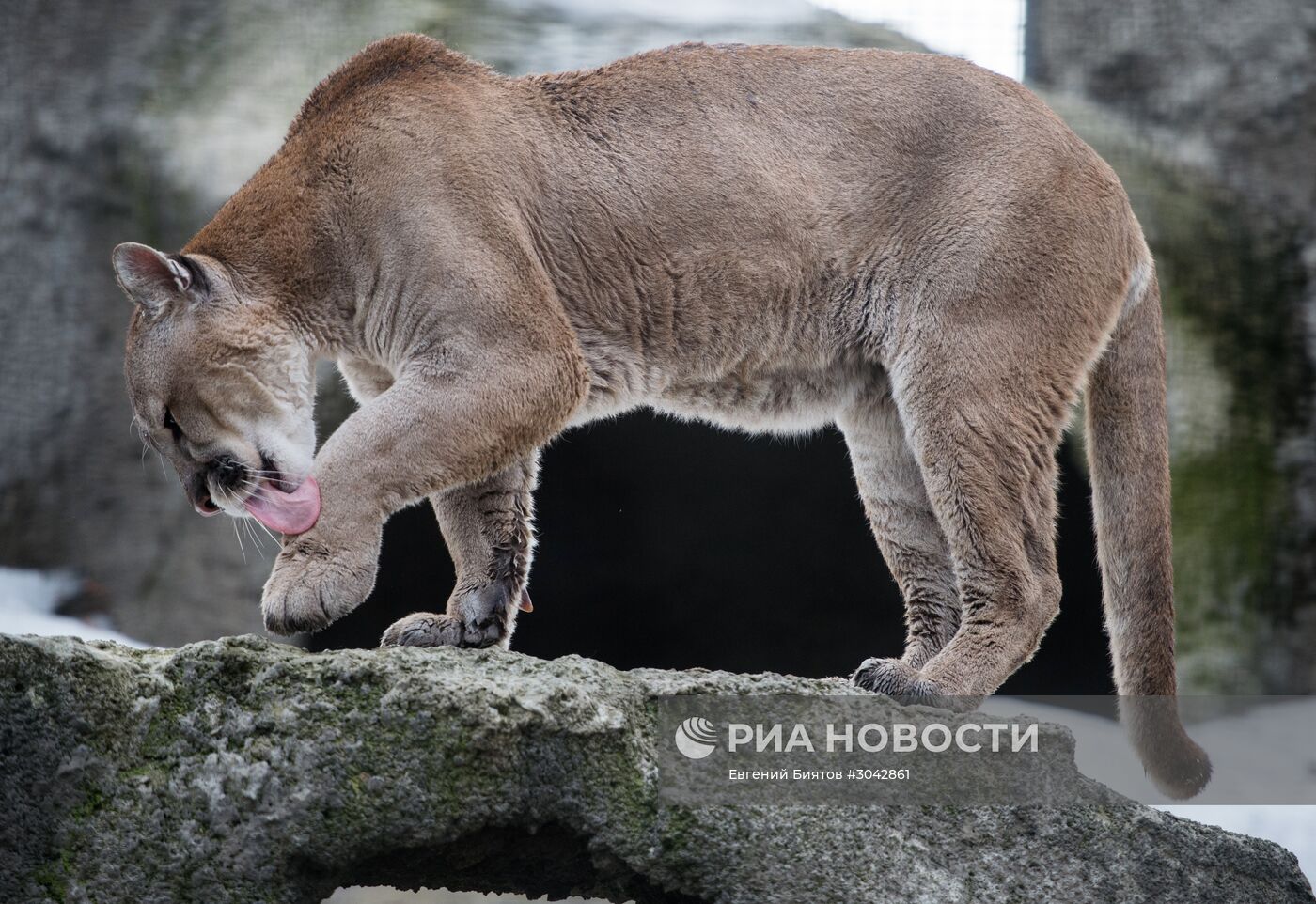 Международный день кошек в Московском зоопарке