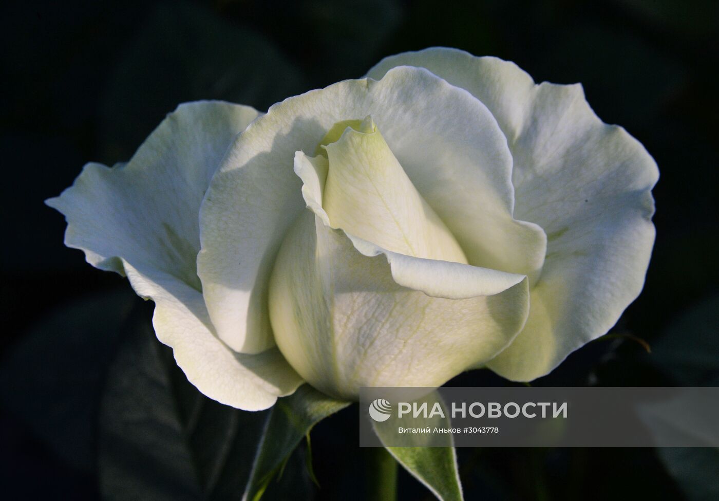 Выращивание цветов к 8 марта в Приморском крае