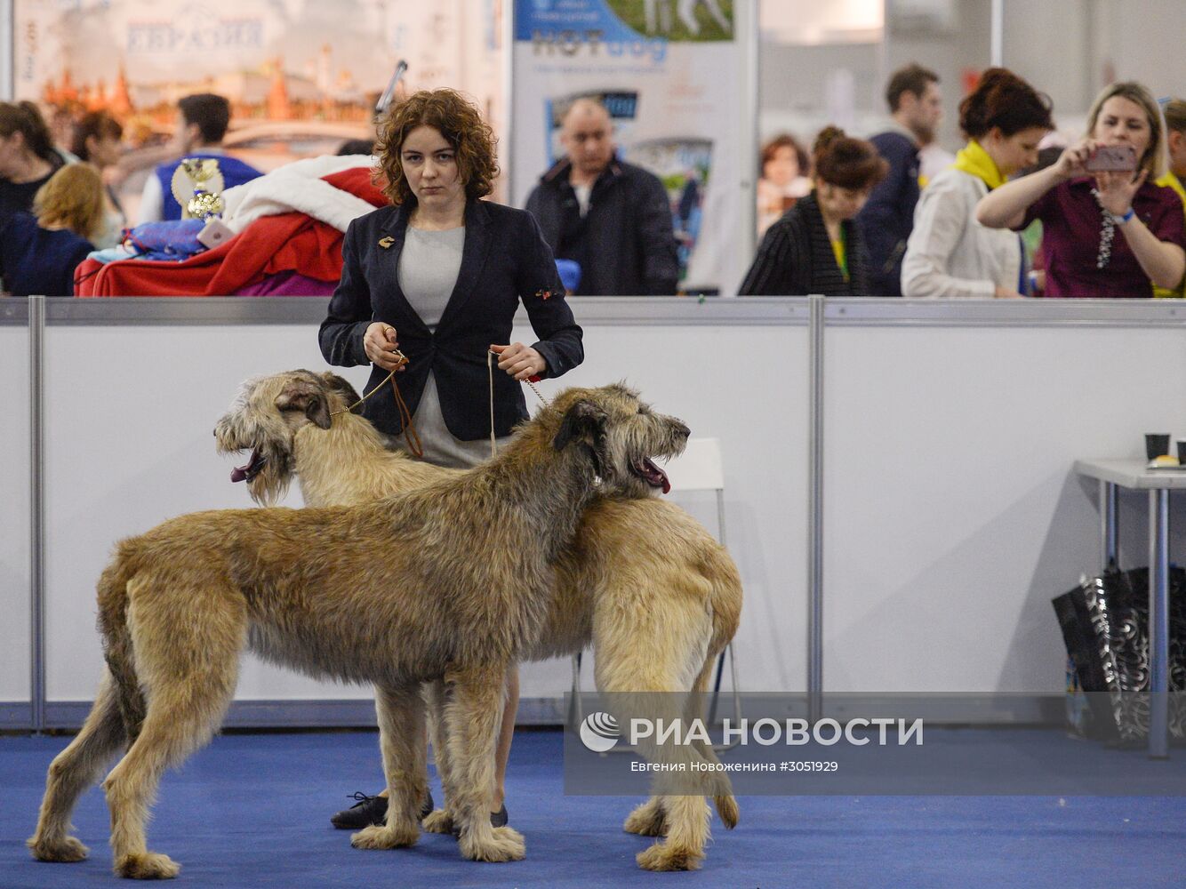 25-я выставка собак "Евразия"