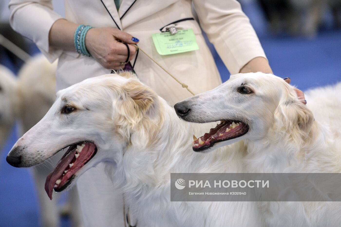25-я выставка собак "Евразия"