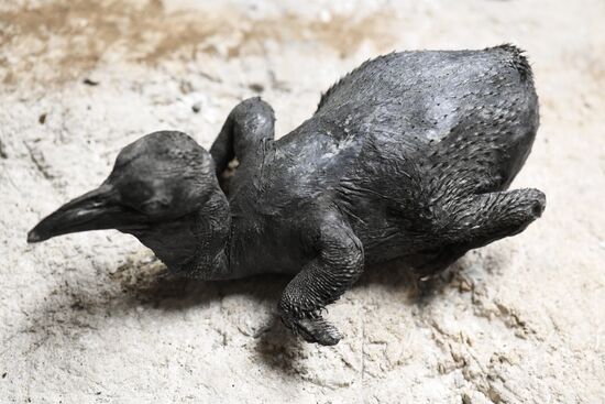 Таксидермическая мастерская Дарвиновского музея