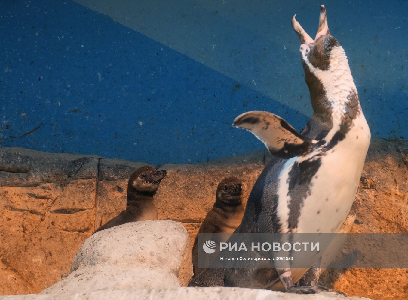 В Московском зоопарке появились птенцы пингвинов Гумбольдта