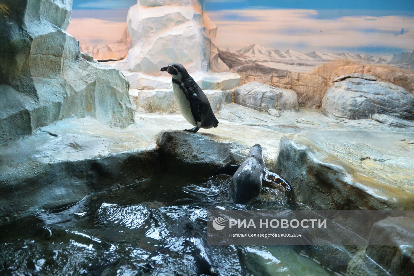 В Московском зоопарке появились птенцы пингвинов Гумбольдта