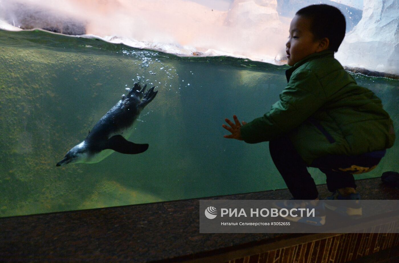 В Московском зоопарке появились птенцы пингвинов Гумбольдта