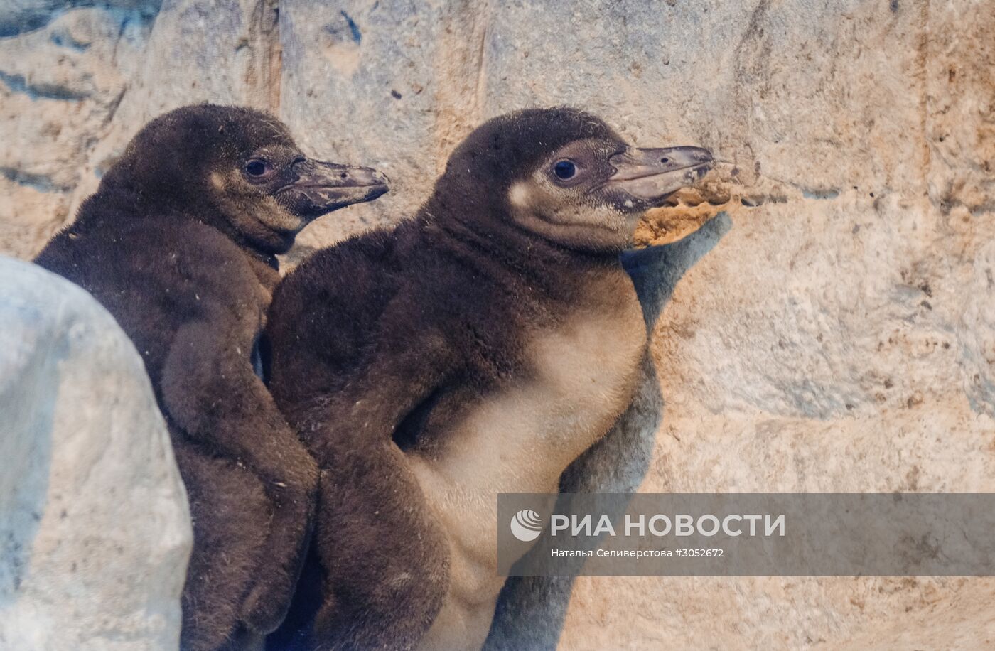 В Московском зоопарке появились птенцы пингвинов Гумбольдта