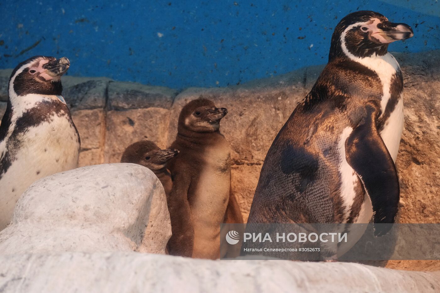 В Московском зоопарке появились птенцы пингвинов Гумбольдта