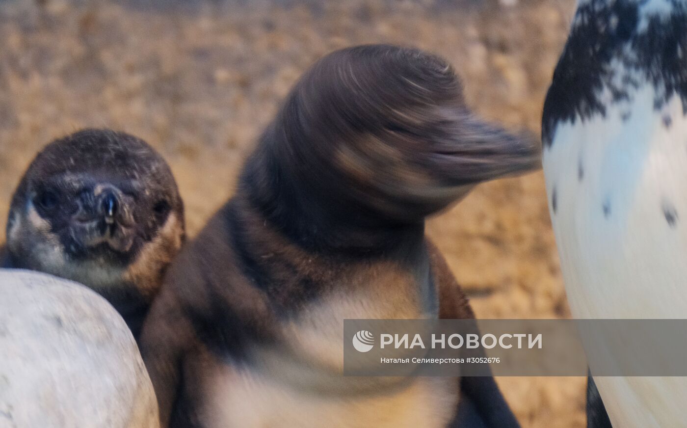 В Московском зоопарке появились птенцы пингвинов Гумбольдта
