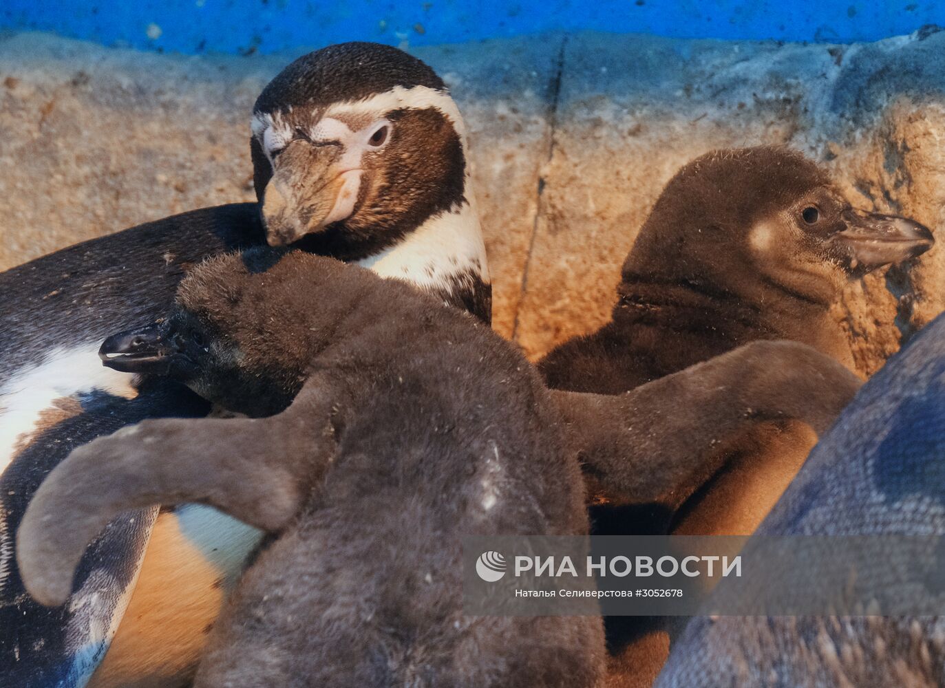 В Московском зоопарке появились птенцы пингвинов Гумбольдта