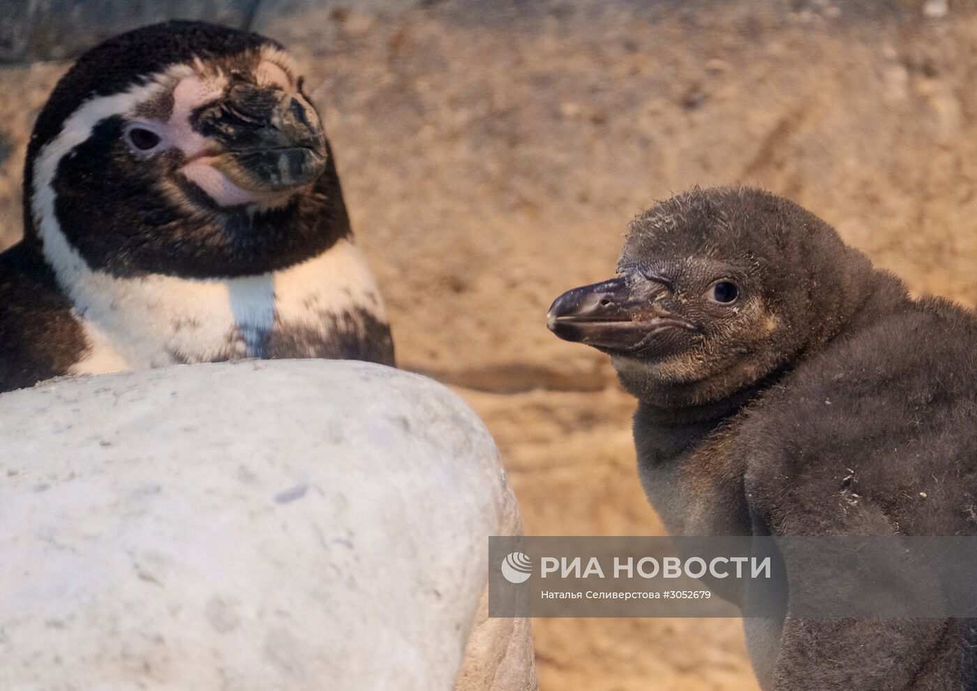 В Московском зоопарке появились птенцы пингвинов Гумбольдта