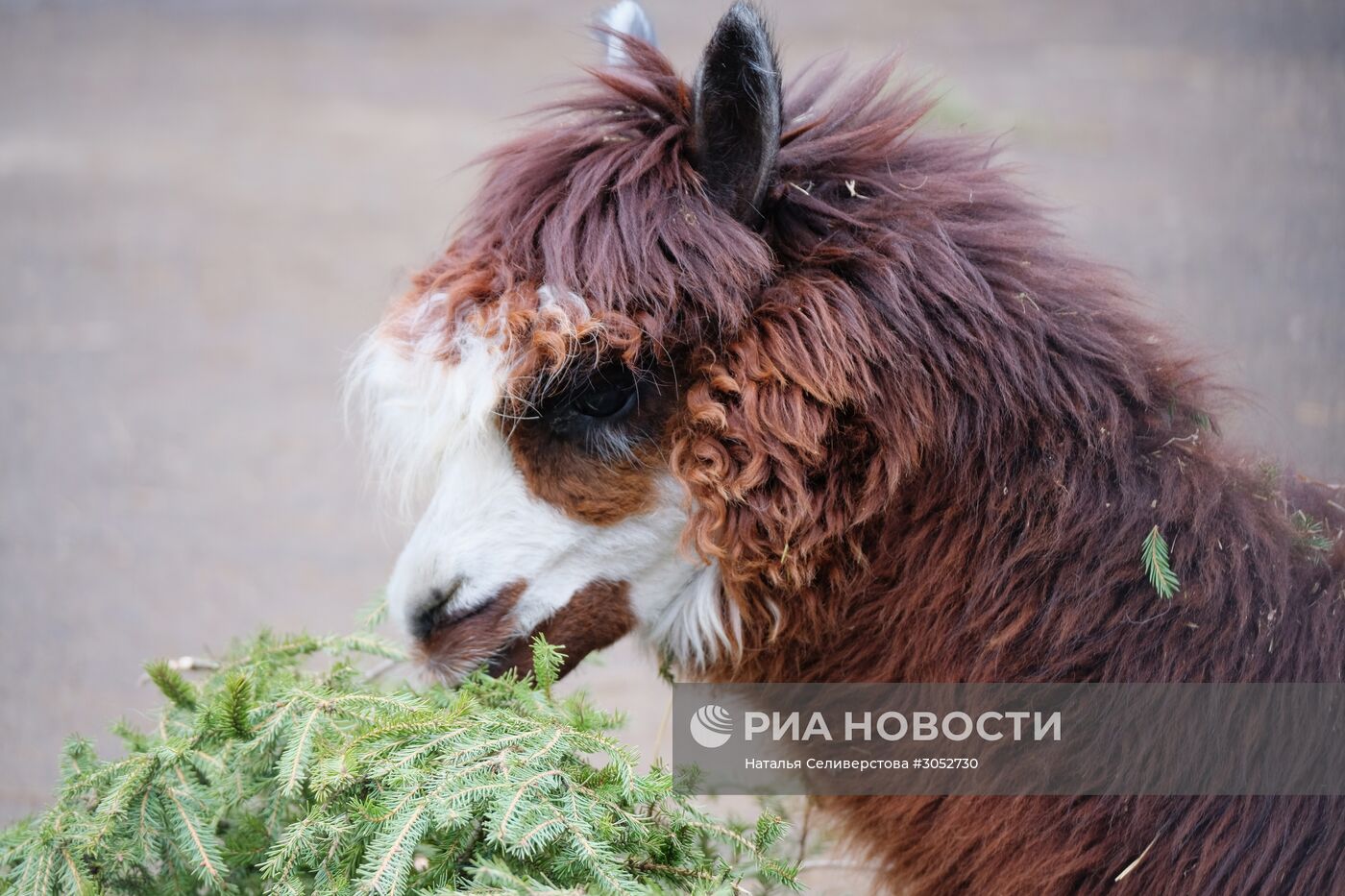 Московский зоопарк