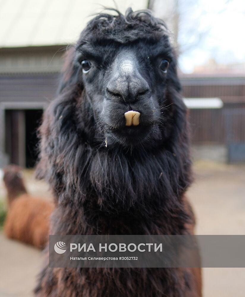 Московский зоопарк