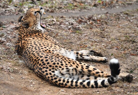 Московский зоопарк