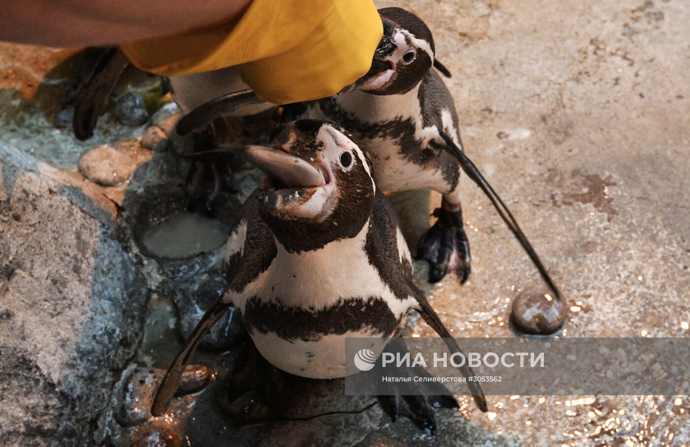 Взвешивание и кормление пингвинов Гумбольдта в Московском зоопарке