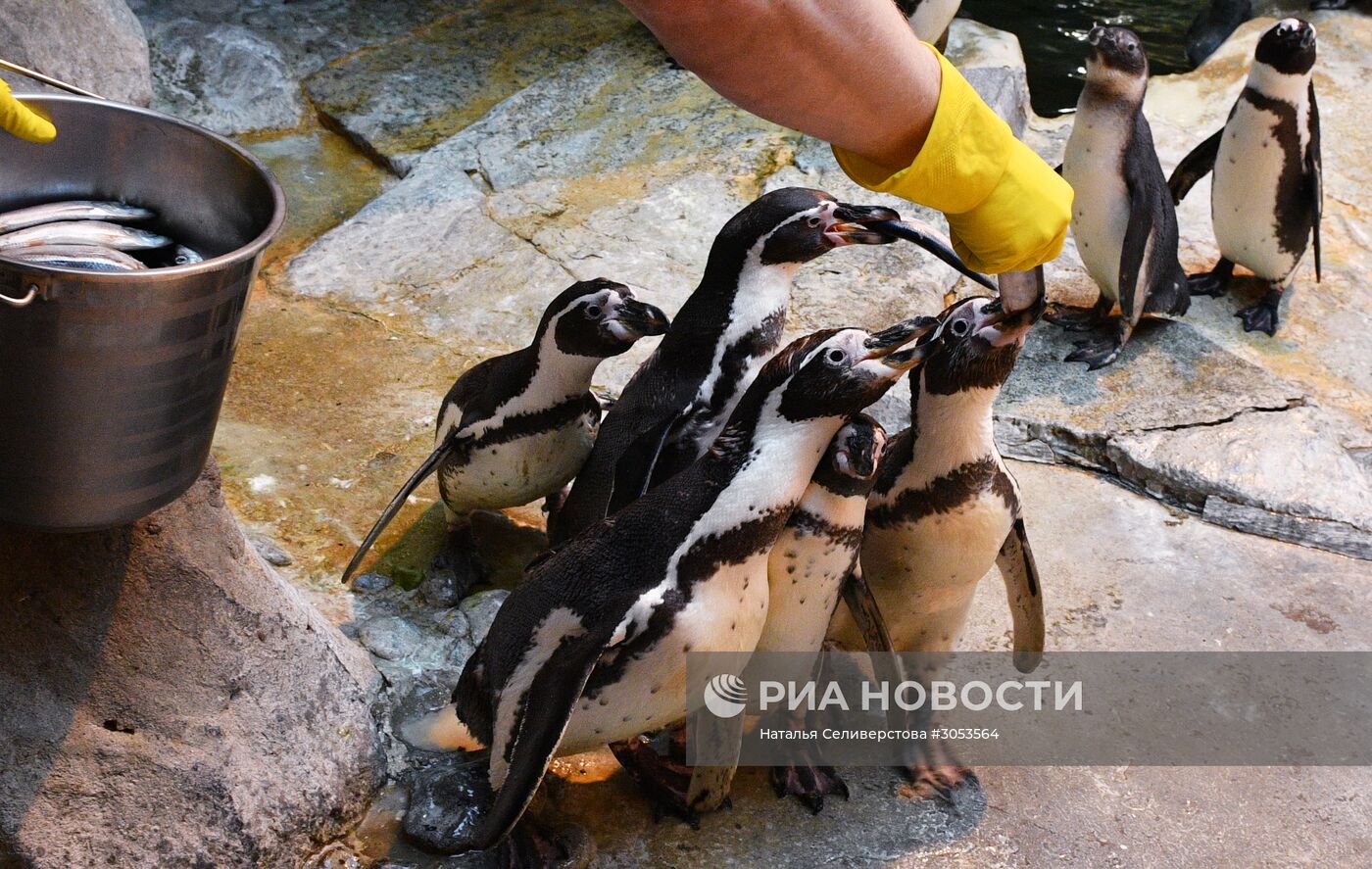 Взвешивание и кормление пингвинов Гумбольдта в Московском зоопарке