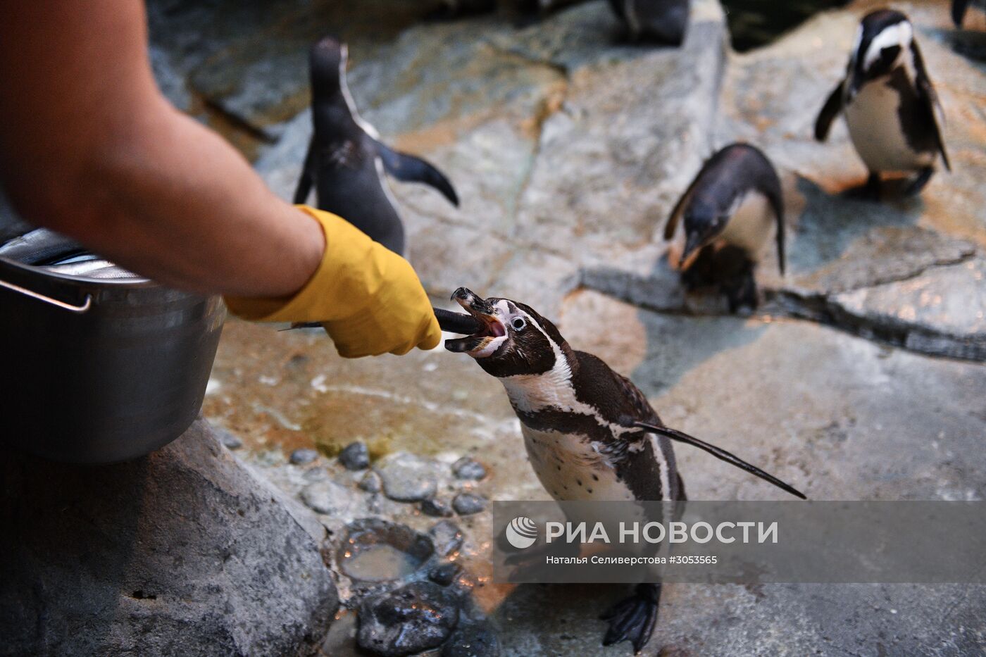 Взвешивание и кормление пингвинов Гумбольдта в Московском зоопарке