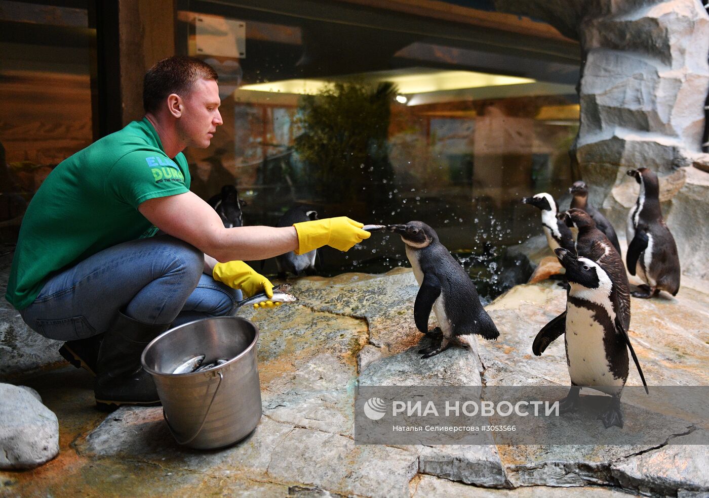 Взвешивание и кормление пингвинов Гумбольдта в Московском зоопарке