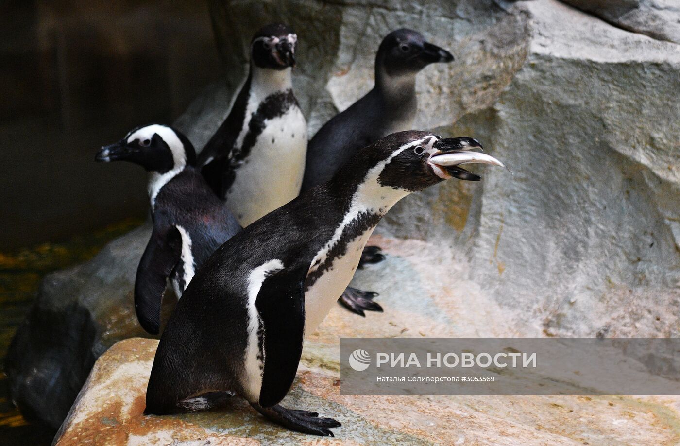 Взвешивание и кормление пингвинов Гумбольдта в Московском зоопарке