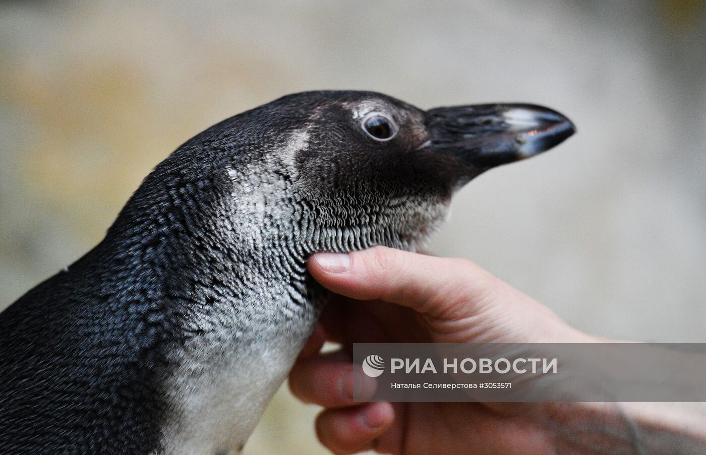 Взвешивание и кормление пингвинов Гумбольдта в Московском зоопарке