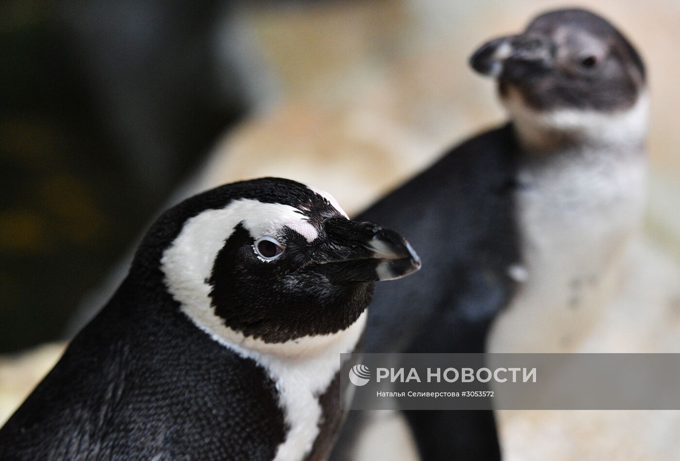 Взвешивание и кормление пингвинов Гумбольдта в Московском зоопарке