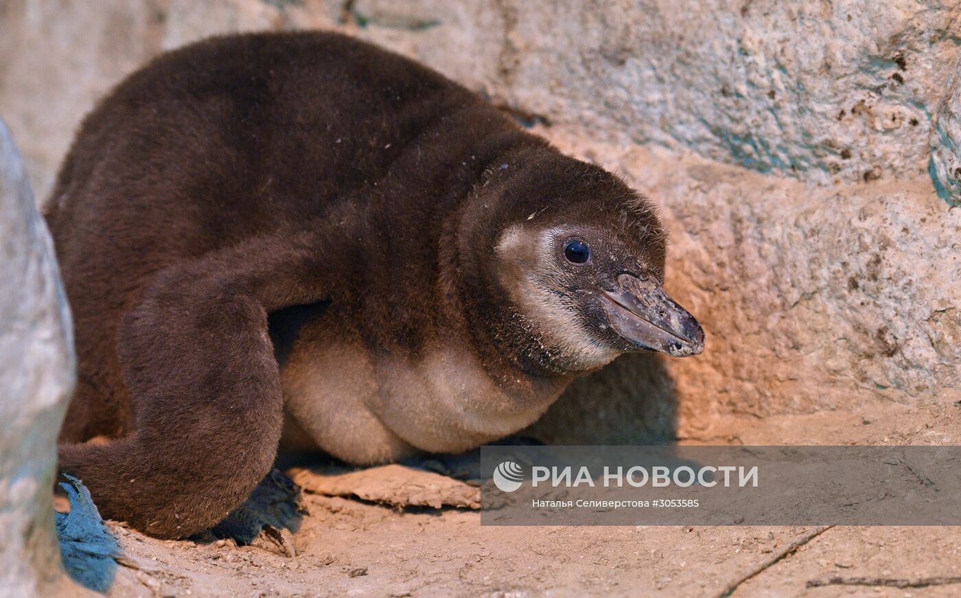 Взвешивание и кормление пингвинов Гумбольдта в Московском зоопарке