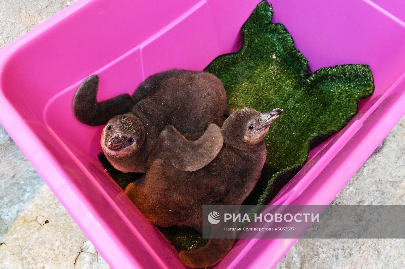 Взвешивание и кормление пингвинов Гумбольдта в Московском зоопарке