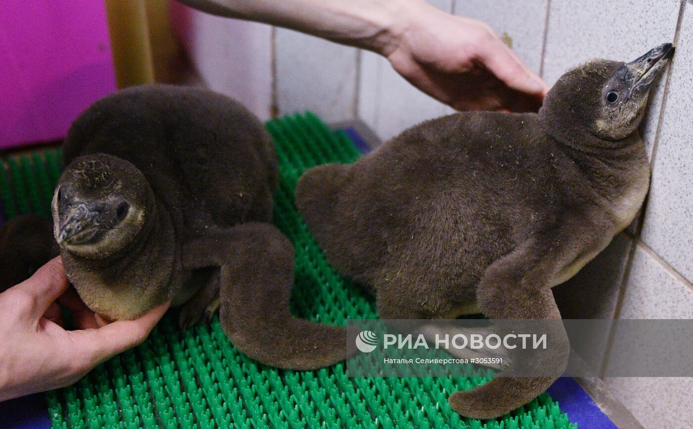 Взвешивание и кормление пингвинов Гумбольдта в Московском зоопарке