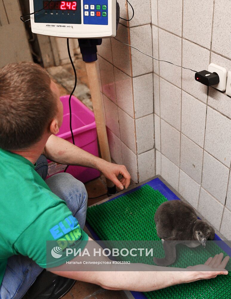 Взвешивание и кормление пингвинов Гумбольдта в Московском зоопарке