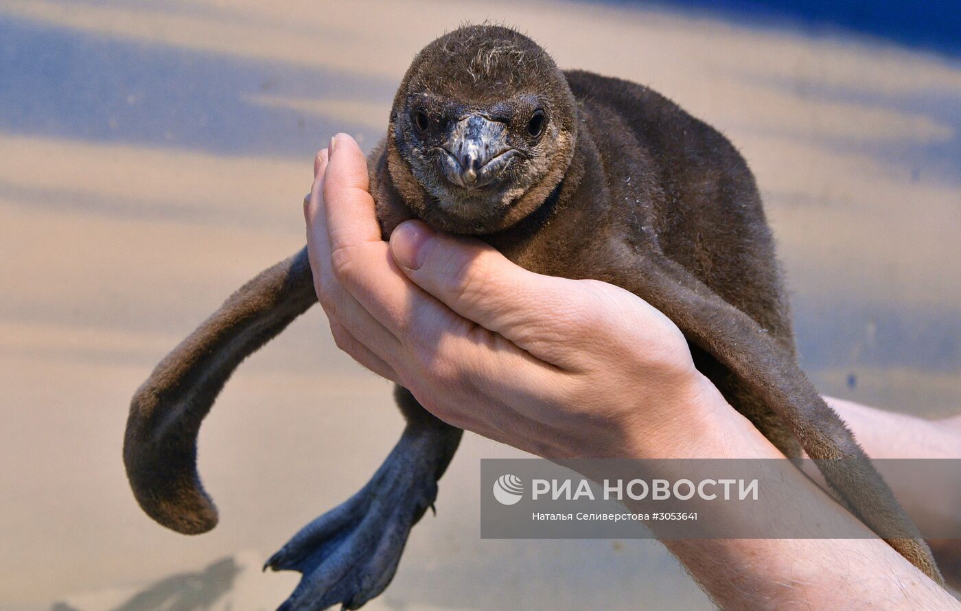 Взвешивание и кормление пингвинов Гумбольдта в Московском зоопарке