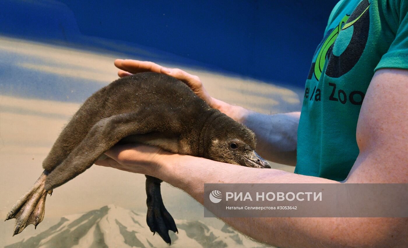 Взвешивание и кормление пингвинов Гумбольдта в Московском зоопарке