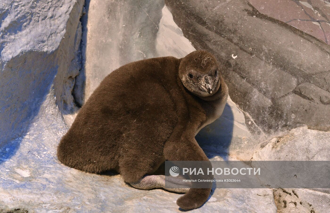 Взвешивание и кормление пингвинов Гумбольдта в Московском зоопарке
