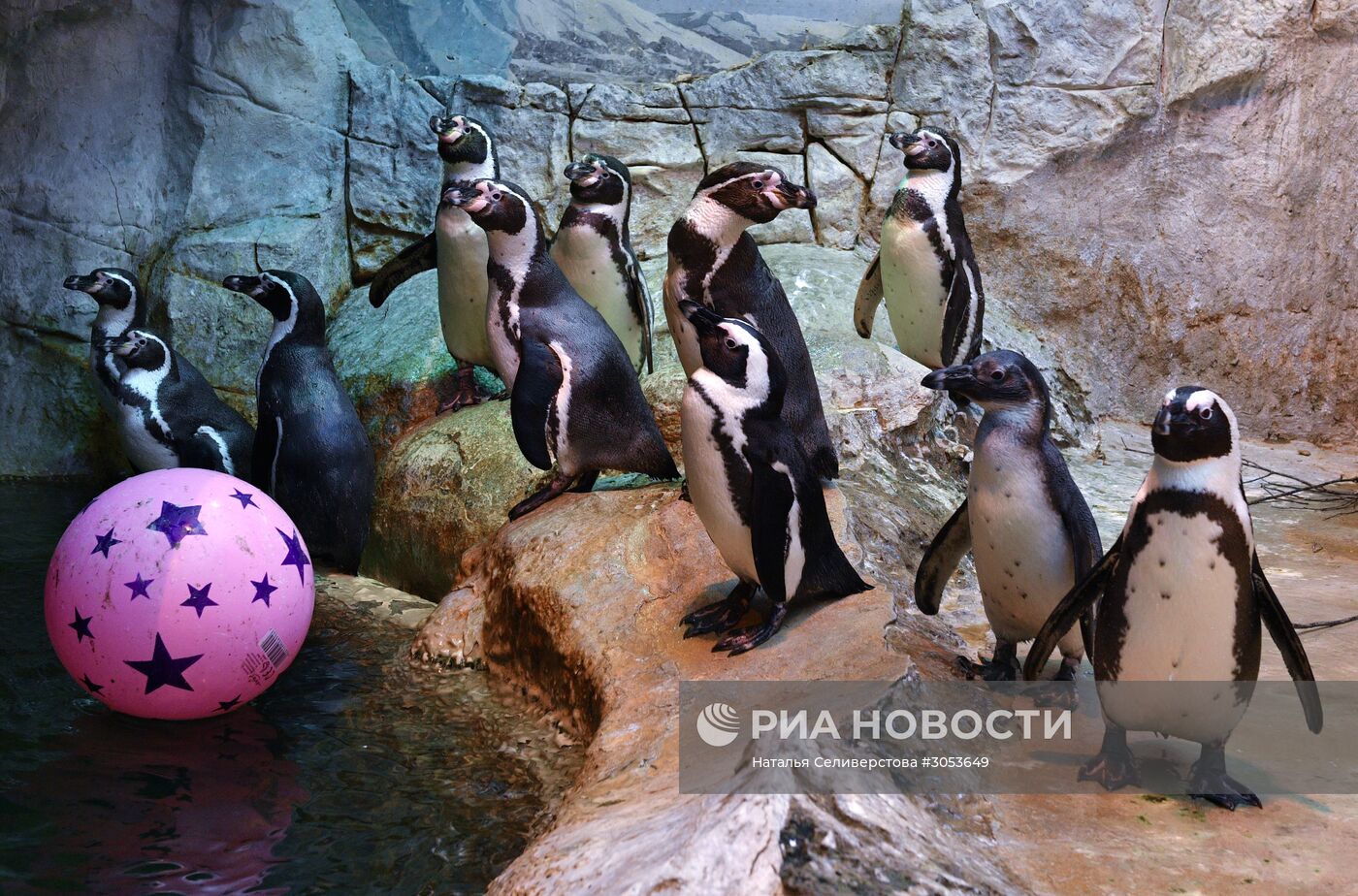 Взвешивание и кормление пингвинов Гумбольдта в Московском зоопарке