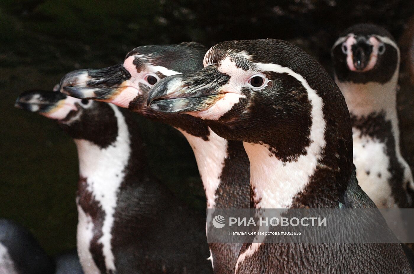 Взвешивание и кормление пингвинов Гумбольдта в Московском зоопарке