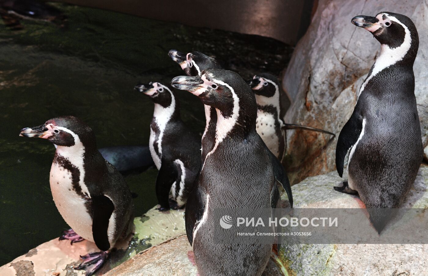 Взвешивание и кормление пингвинов Гумбольдта в Московском зоопарке