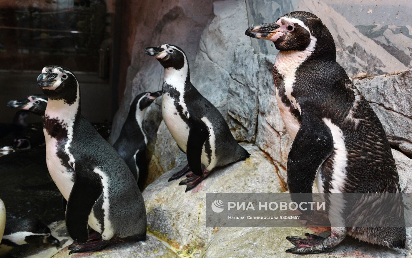 Взвешивание и кормление пингвинов Гумбольдта в Московском зоопарке