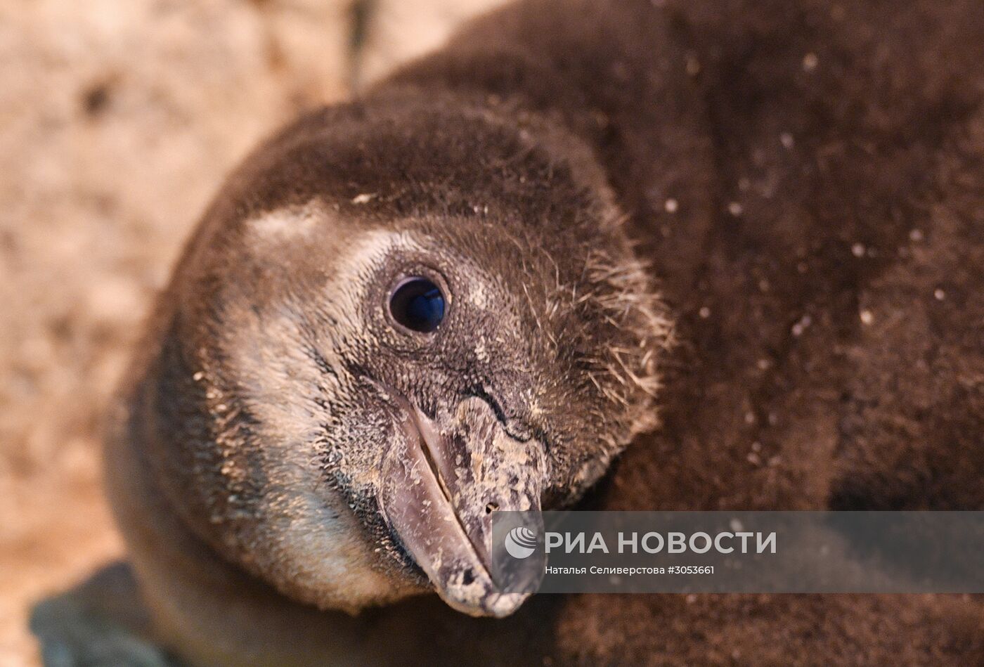 Взвешивание и кормление пингвинов Гумбольдта в Московском зоопарке