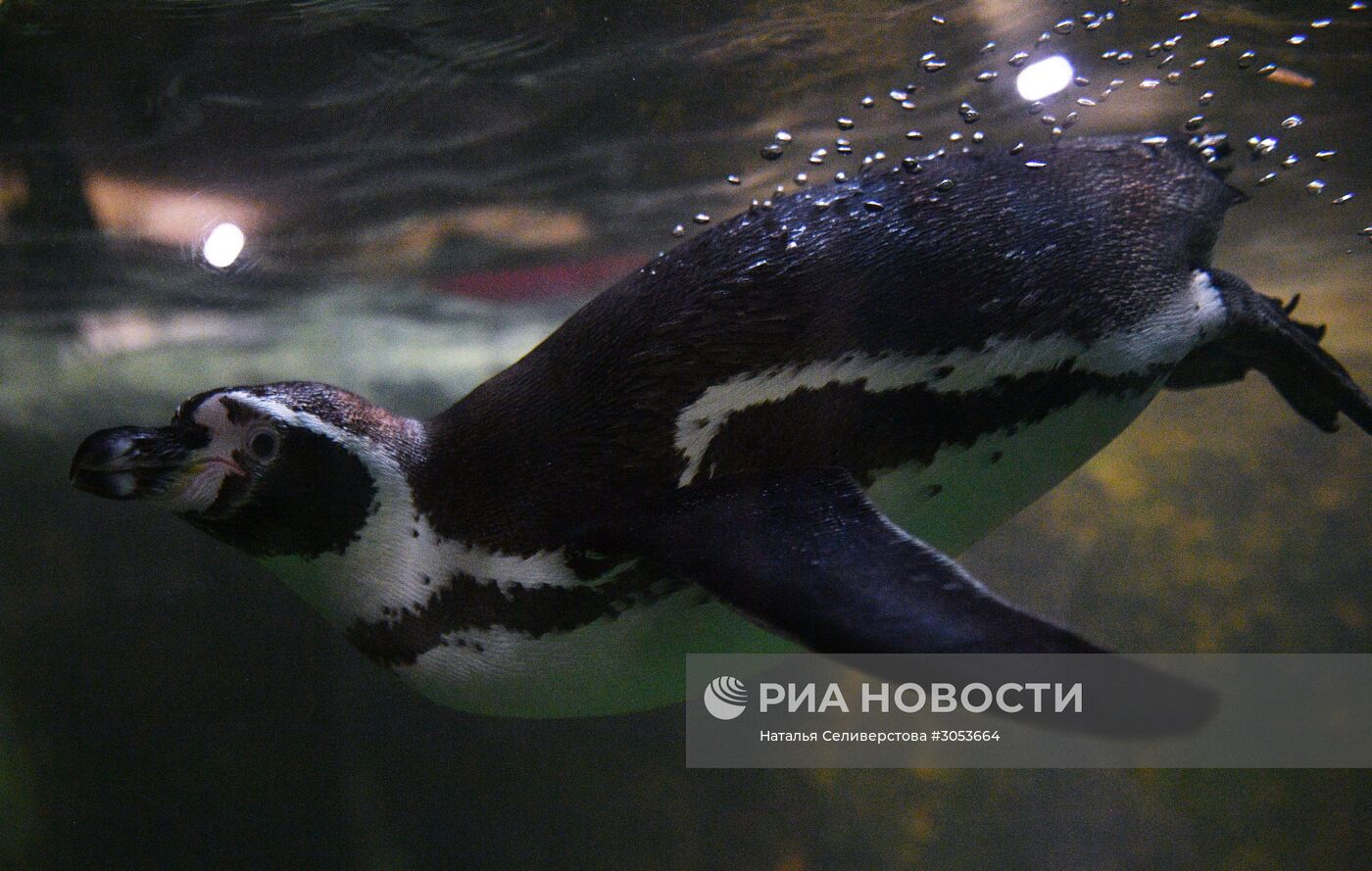 Взвешивание и кормление пингвинов Гумбольдта в Московском зоопарке