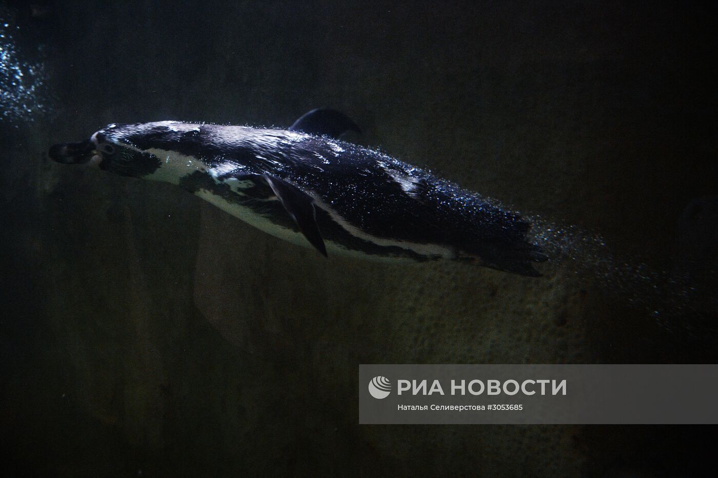 Взвешивание и кормление пингвинов Гумбольдта в Московском зоопарке