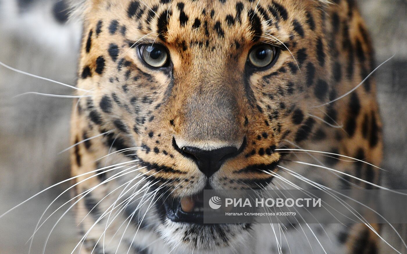 Московский зоопарк