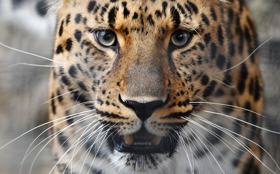 Московский зоопарк