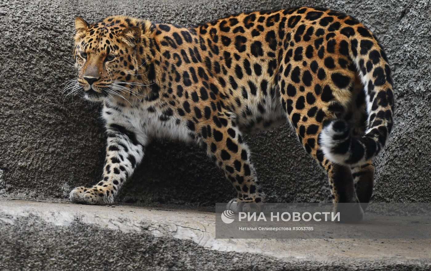 Московский зоопарк