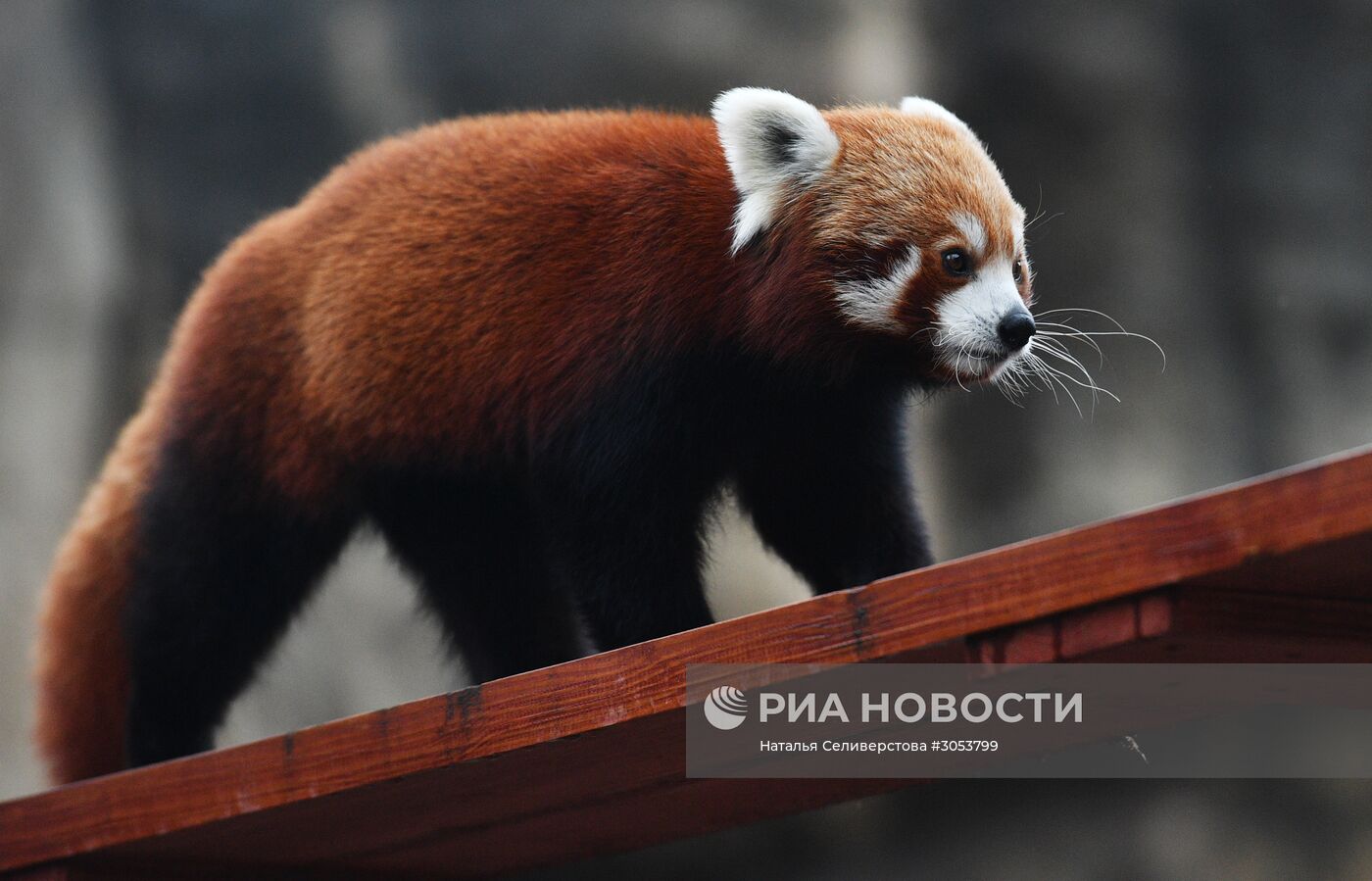 Московский зоопарк