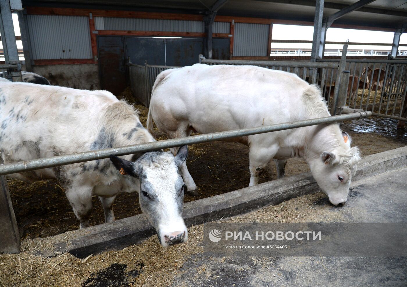 Работа молочного комплекса "Молвест" в Воронежской области