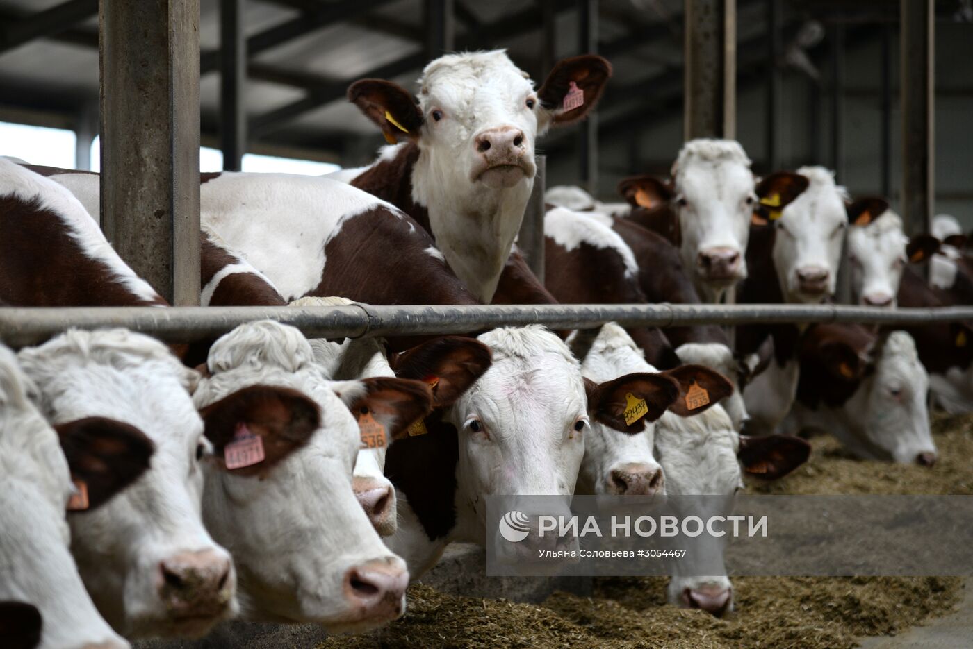 Работа молочного комплекса "Молвест" в Воронежской области